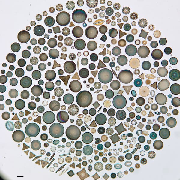 Finding the novelty in nature