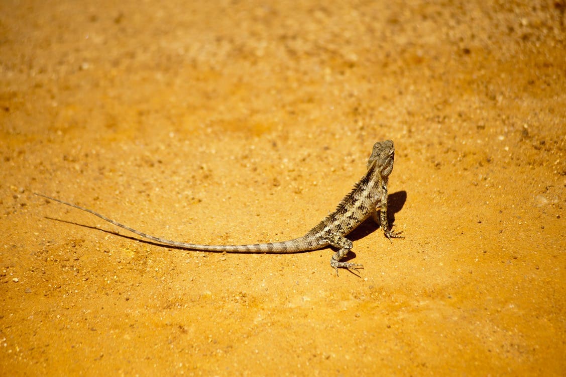 The Mystery of the Lizard Tail