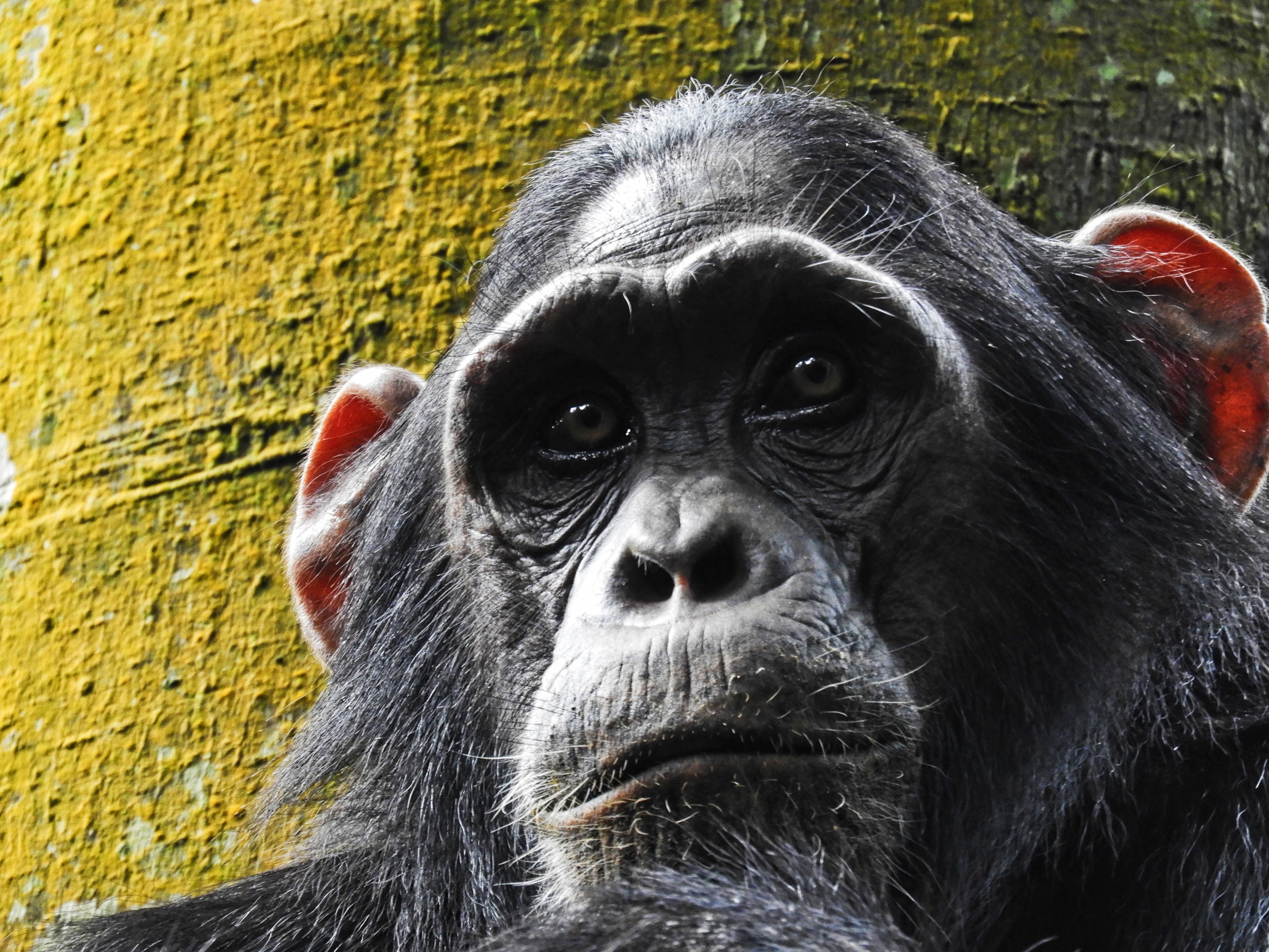 Rudimentary form of syntax present in chimpanzees