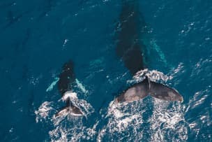 Size does not matter: direct estimations of mutation rates in baleen whales