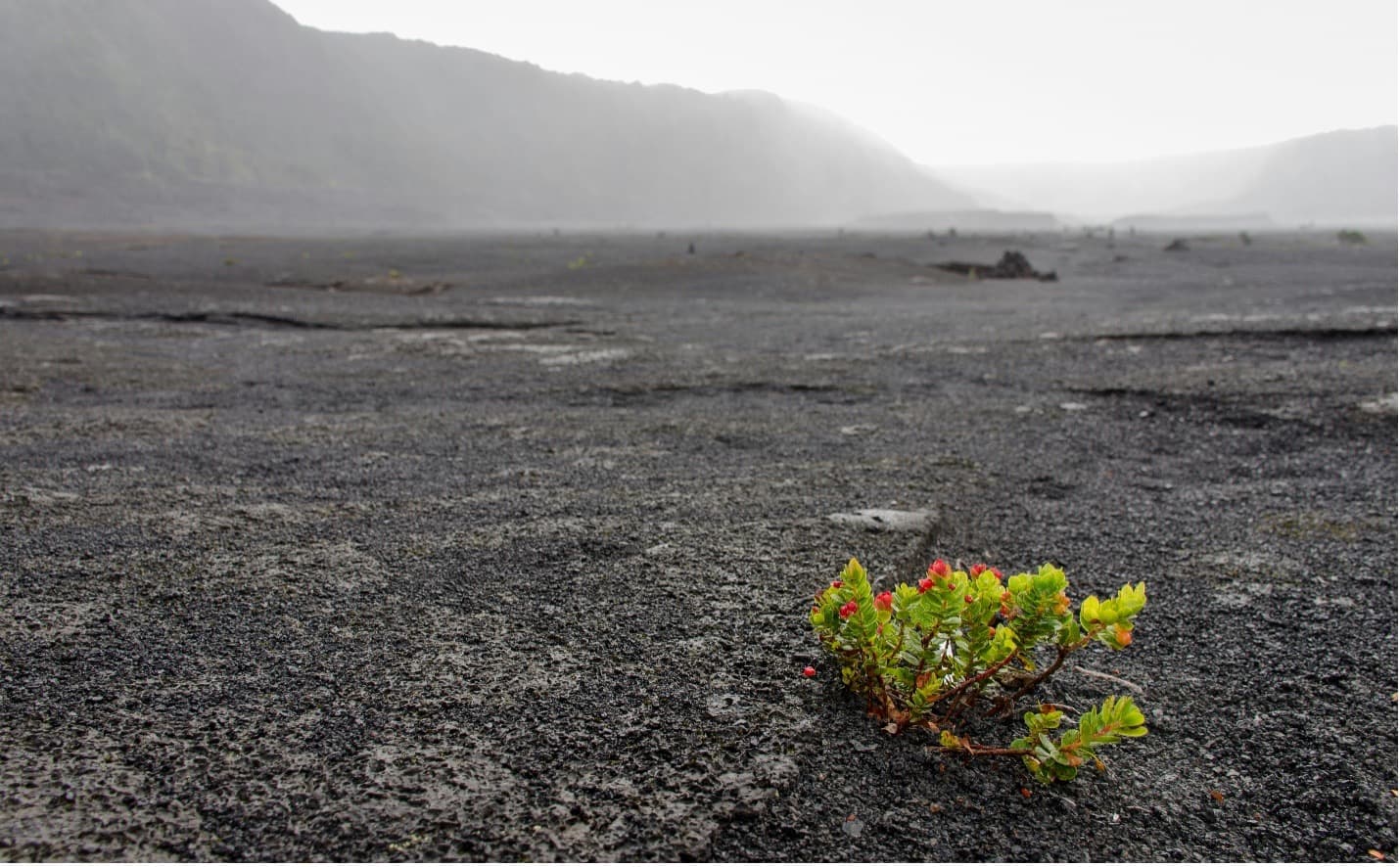 Volcanic Ash: A Nutrient Boost for Reef-Building Corals
