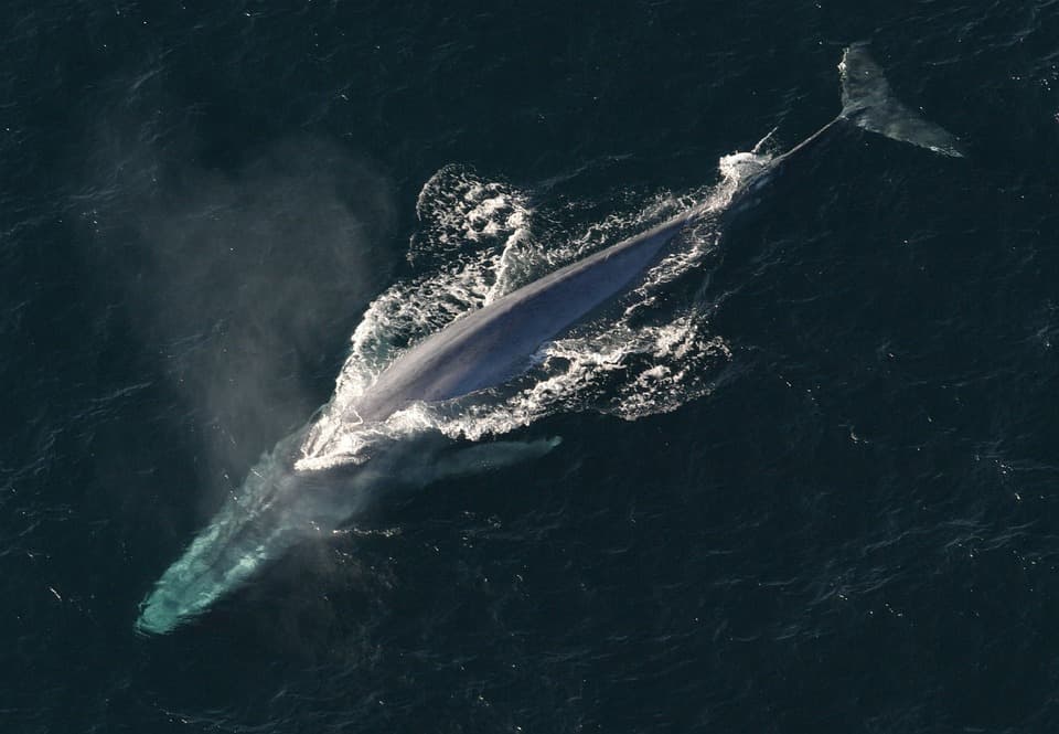 Do our marine highways disrupt blue whale habitats?
