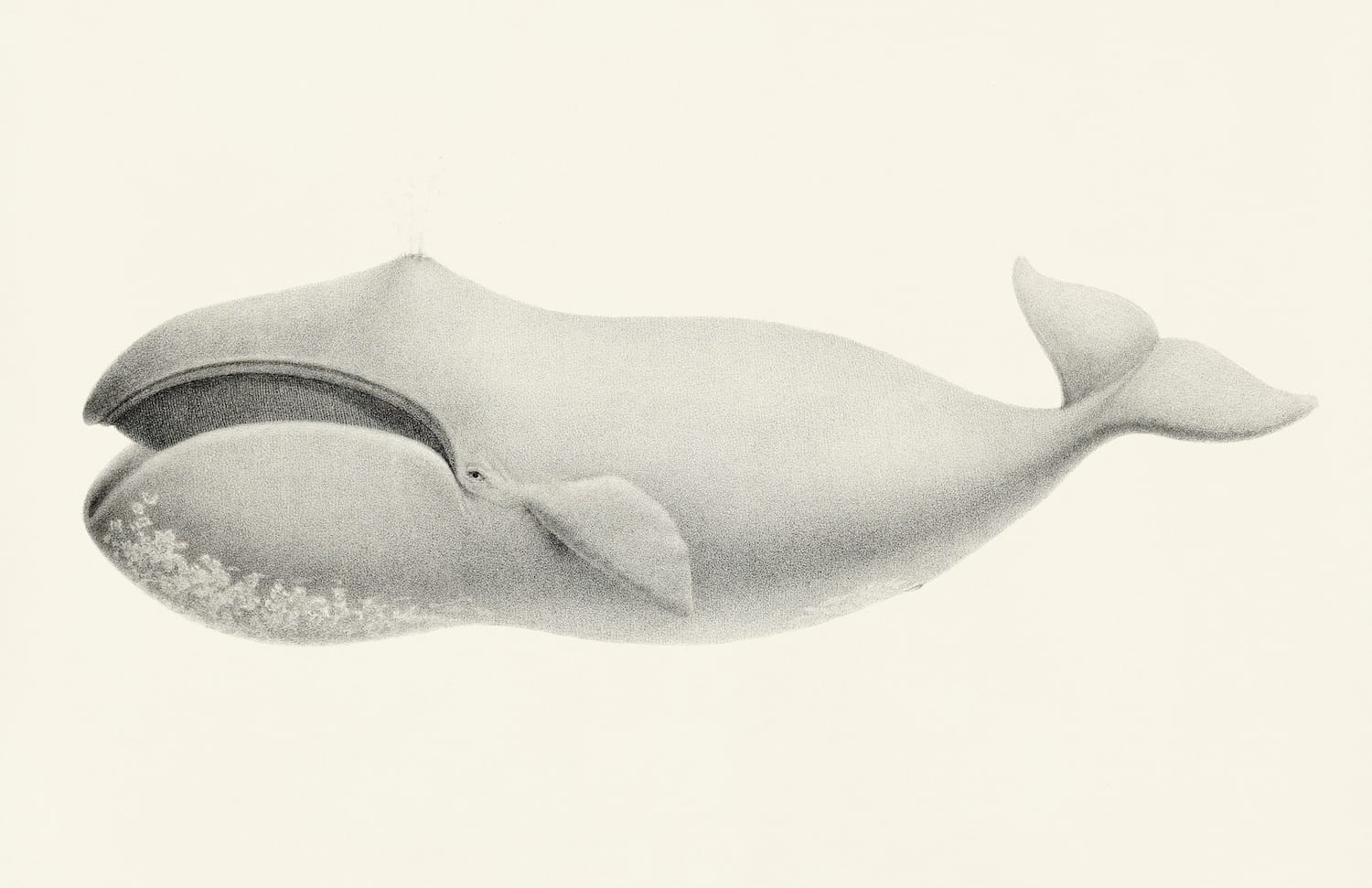 The Arctic’s singing whales