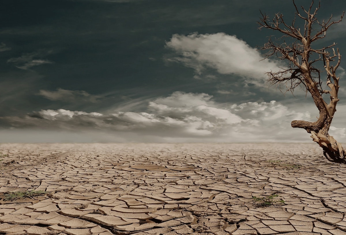 Can forests survive climate change?