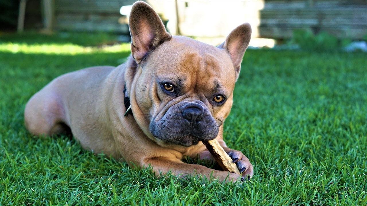 Early chewing and swallowing