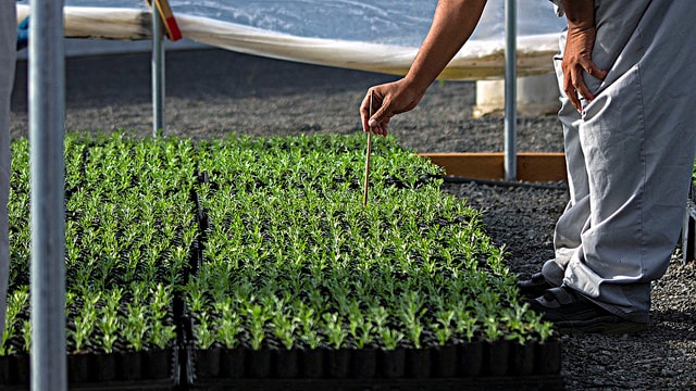 Guiding plant growth electronically
