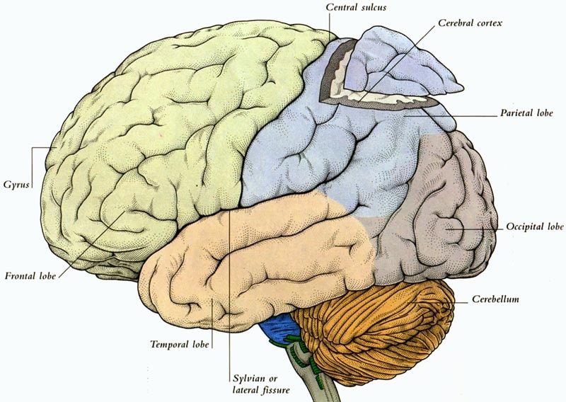 Where is the Engram?