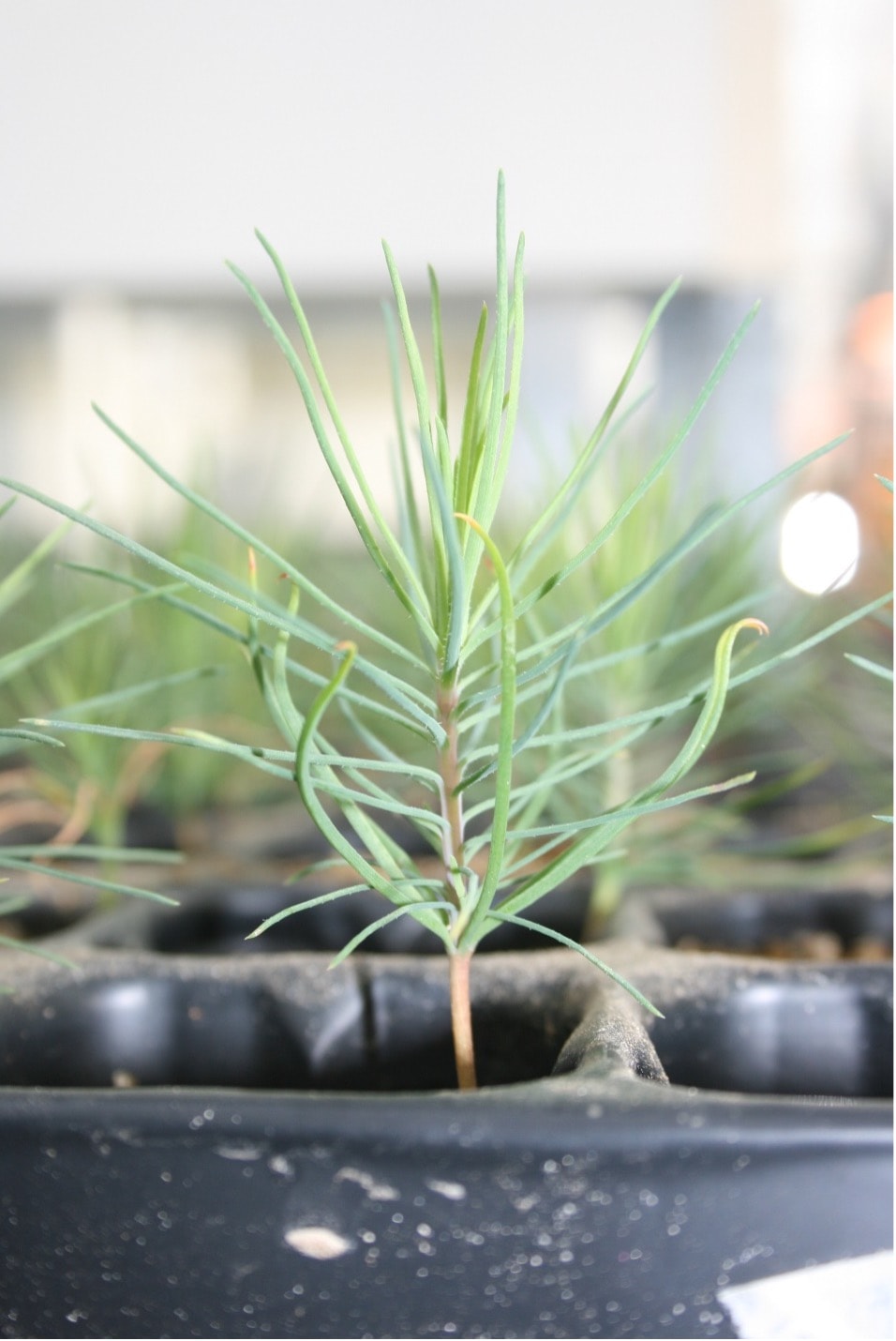 Unravelling the Secrets of Pine Roots: A Tale of Nutrition and Adaptation