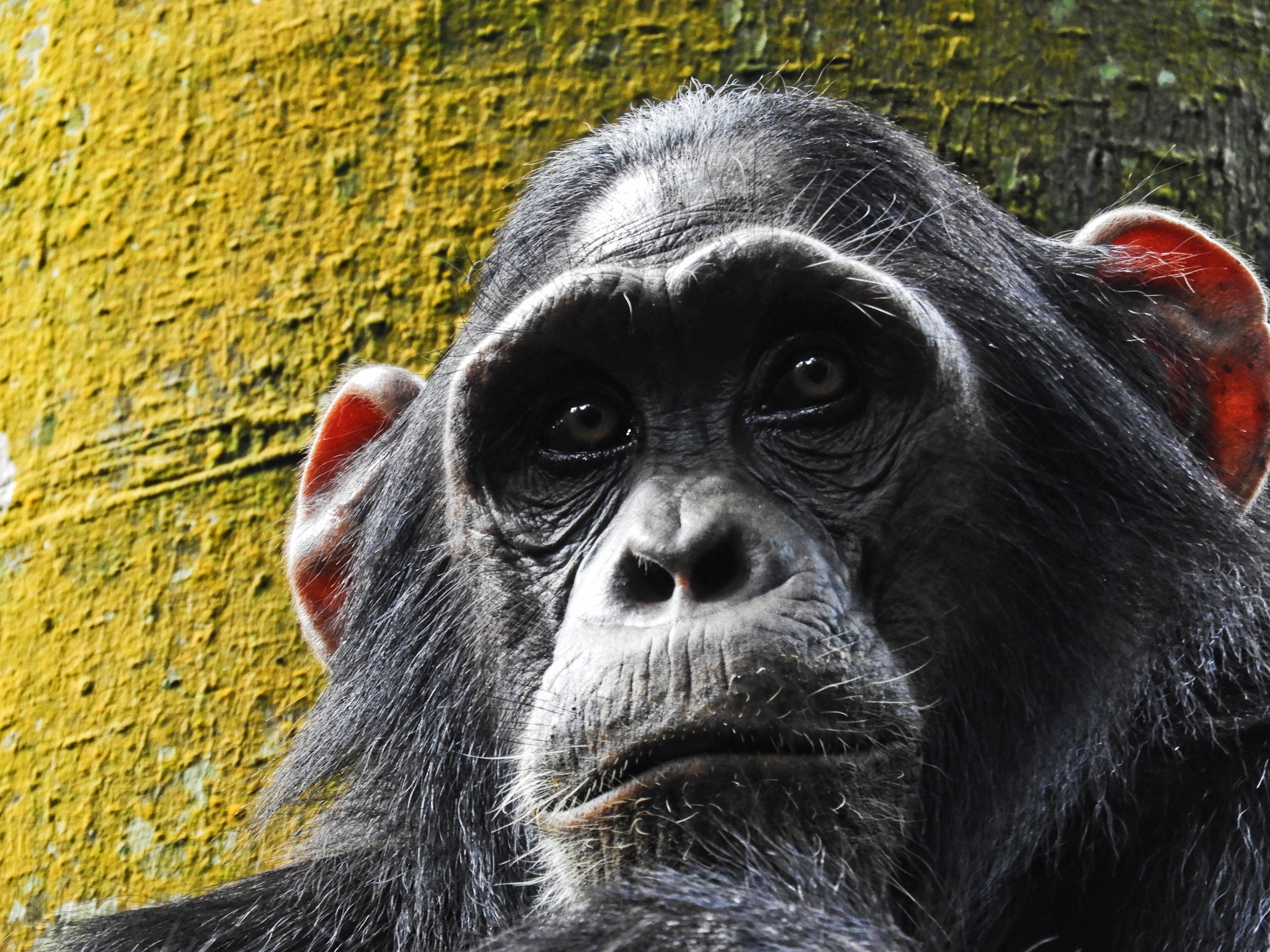 Rudimentary form of syntax present in chimpanzees