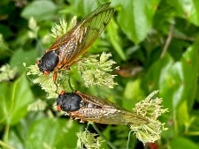 Cicada emergence alters forest food webs