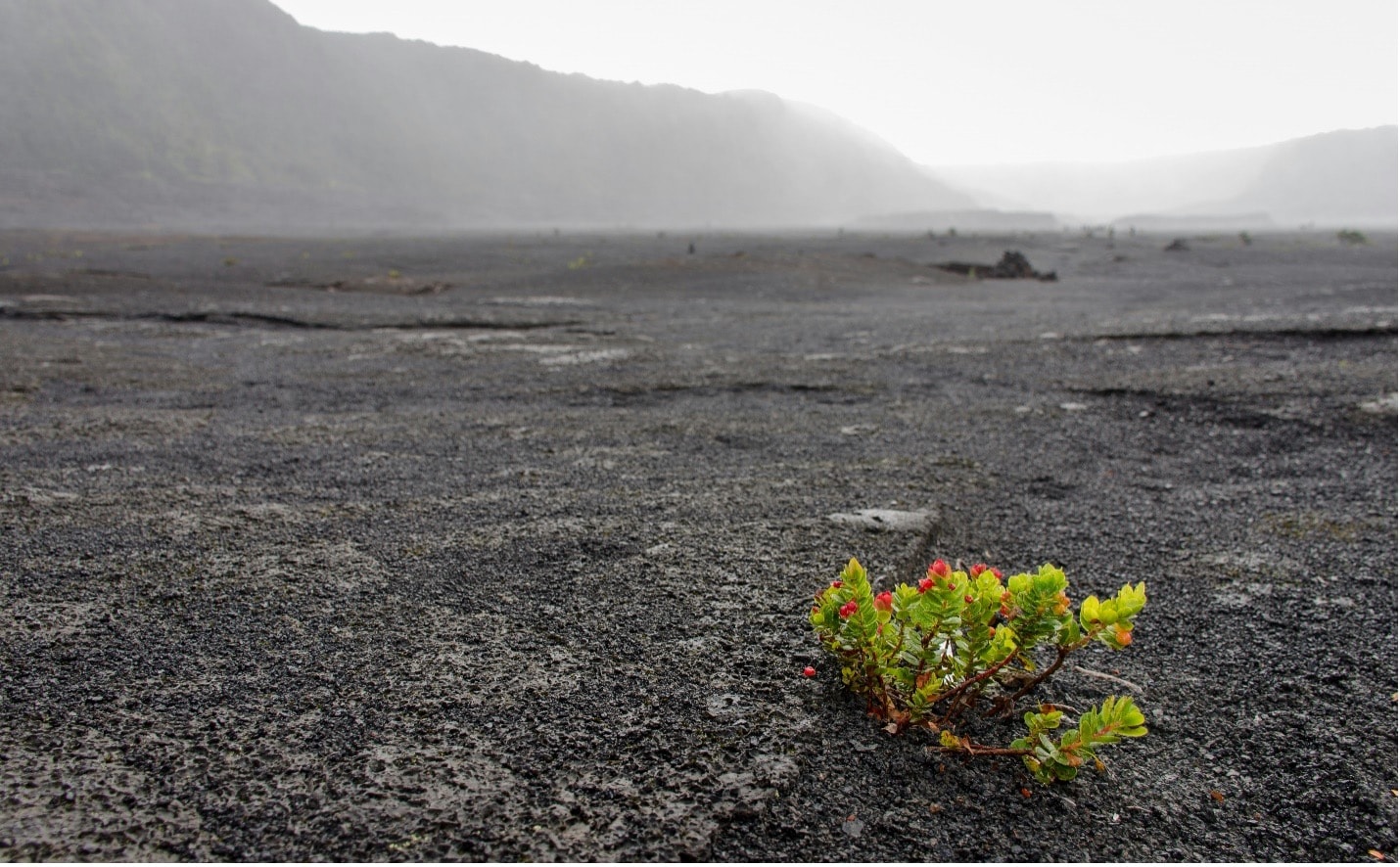 Volcanic Ash: A Nutrient Boost for Reef-Building Corals