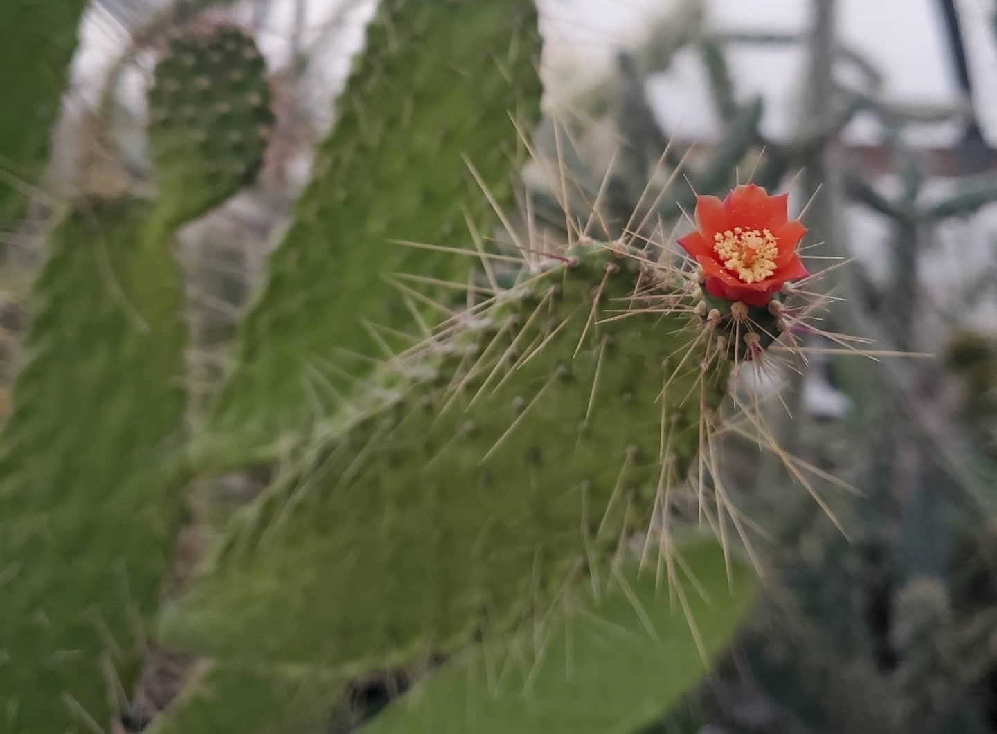 Prickly prospects for cacti under climate change