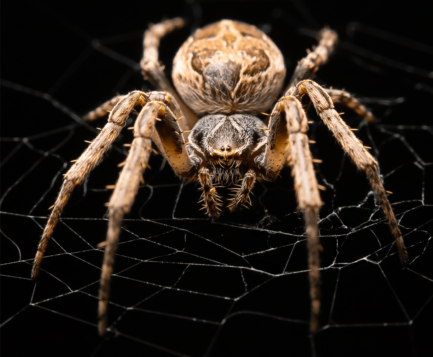 Orb-weaving spiders can hear using their web