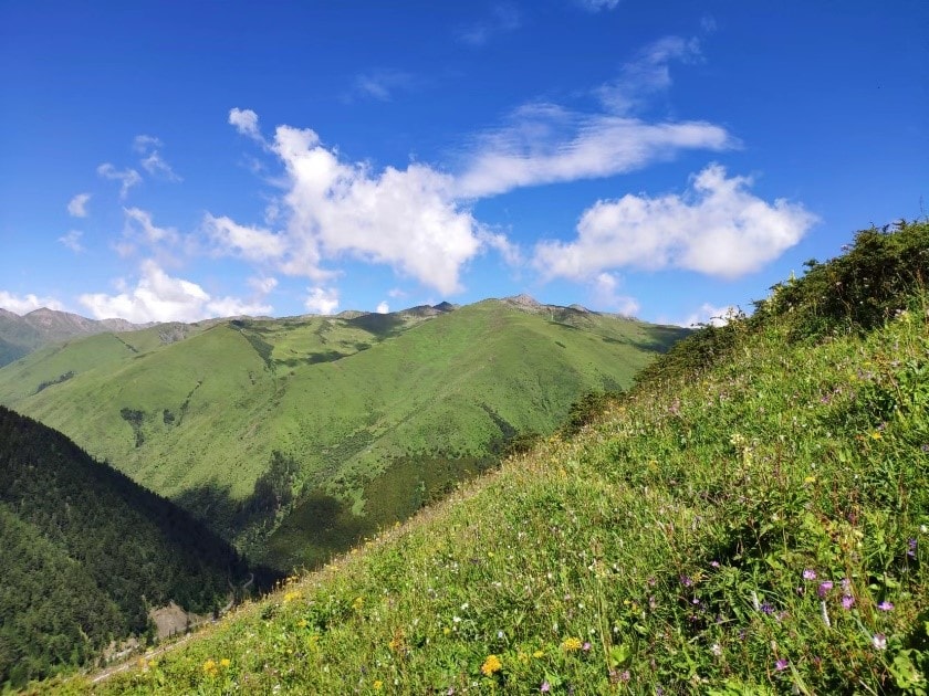 Mountain flowers awe the eye and puzzle the botanist