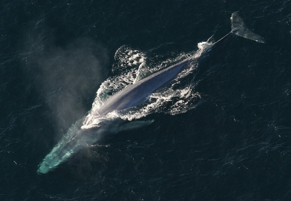 Do our marine highways disrupt blue whale habitats?