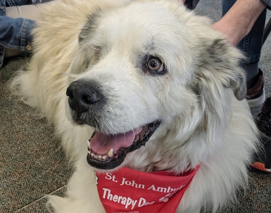 The Pawsitive Effect of Therapy Dogs in a Hospital Emergency Department