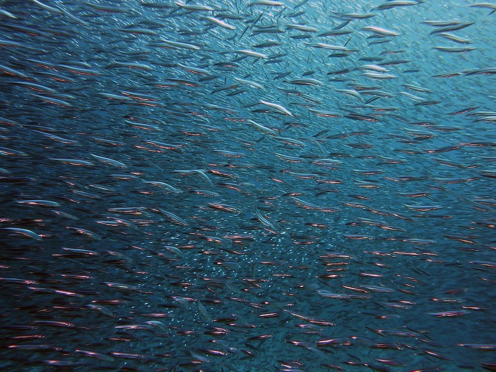 A connected ocean: drifting fish larvae bind nations' marine territories