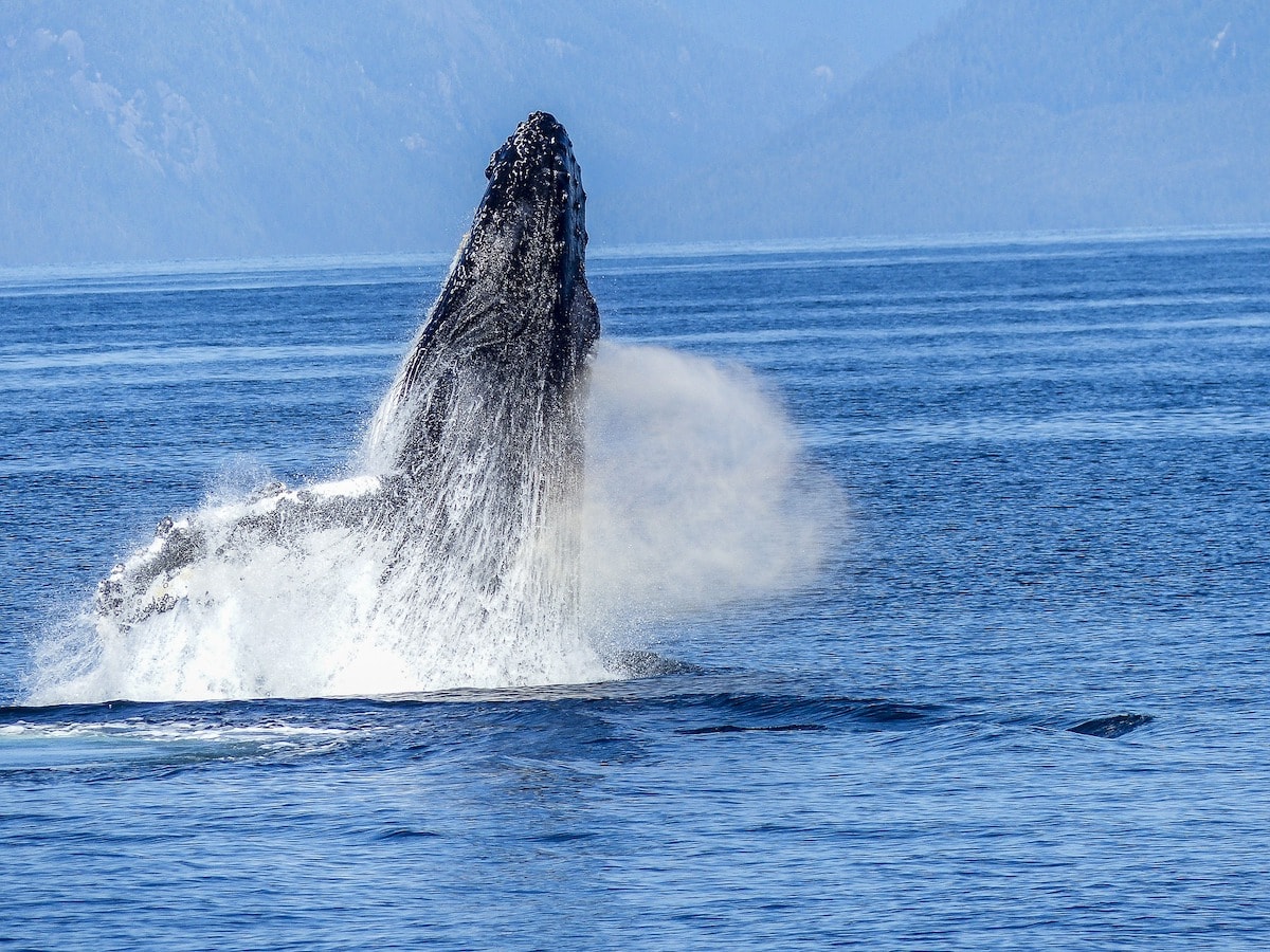 A four-legged ancestor led the way for early whales dispersal