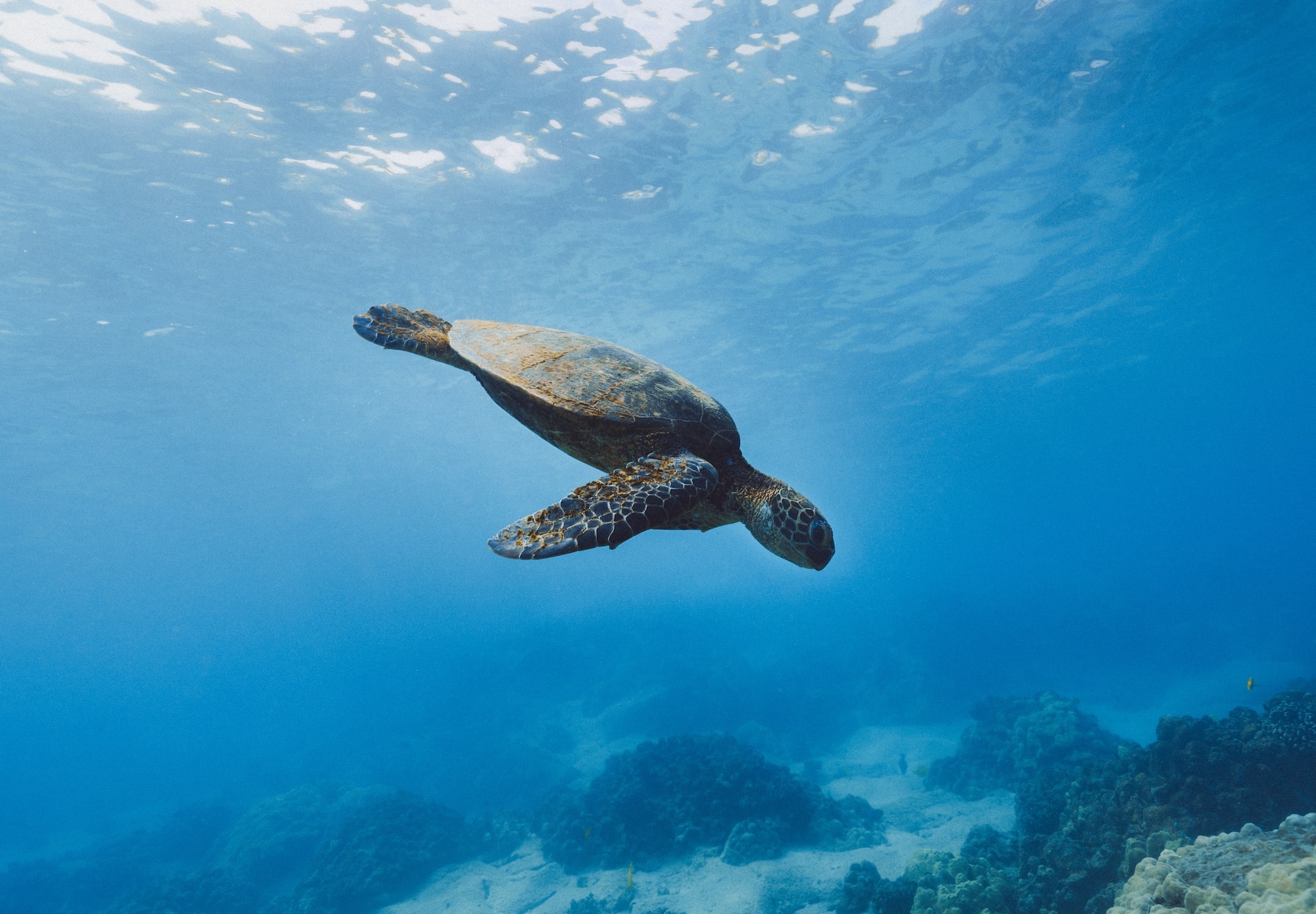 All is not lost for biodiversity