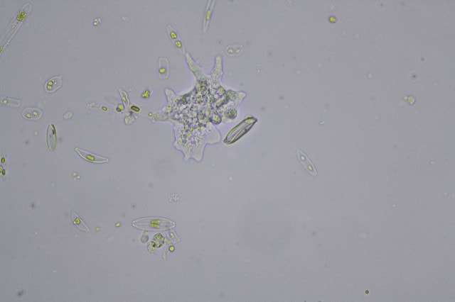 Amoebas trap bacteria using nets of DNA: the same mechanism as human immune cells