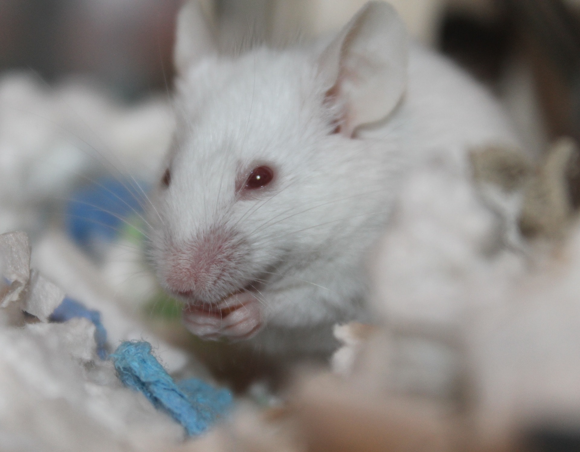 AutonoMouse: A platform for automating mouse behavioral studies