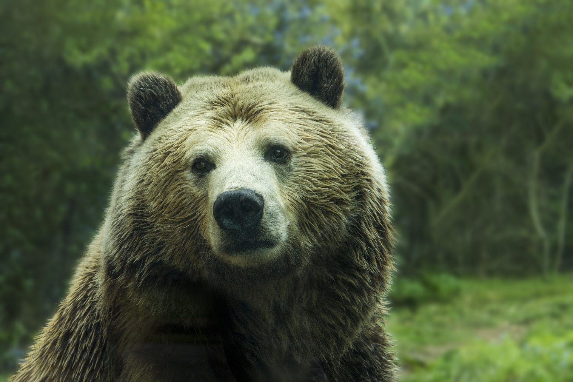 Beware of humans and glacial maximums – the story of cave bear extinction