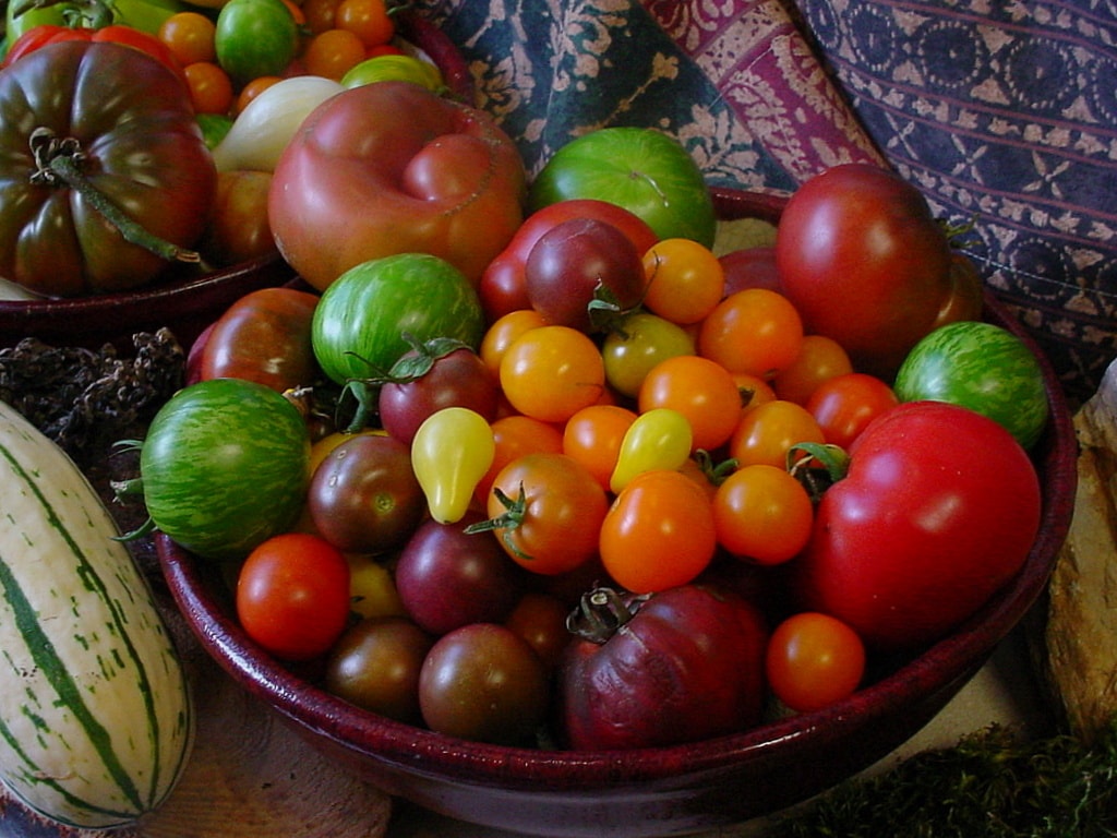 Bringing the flavor back to modern tomatoes