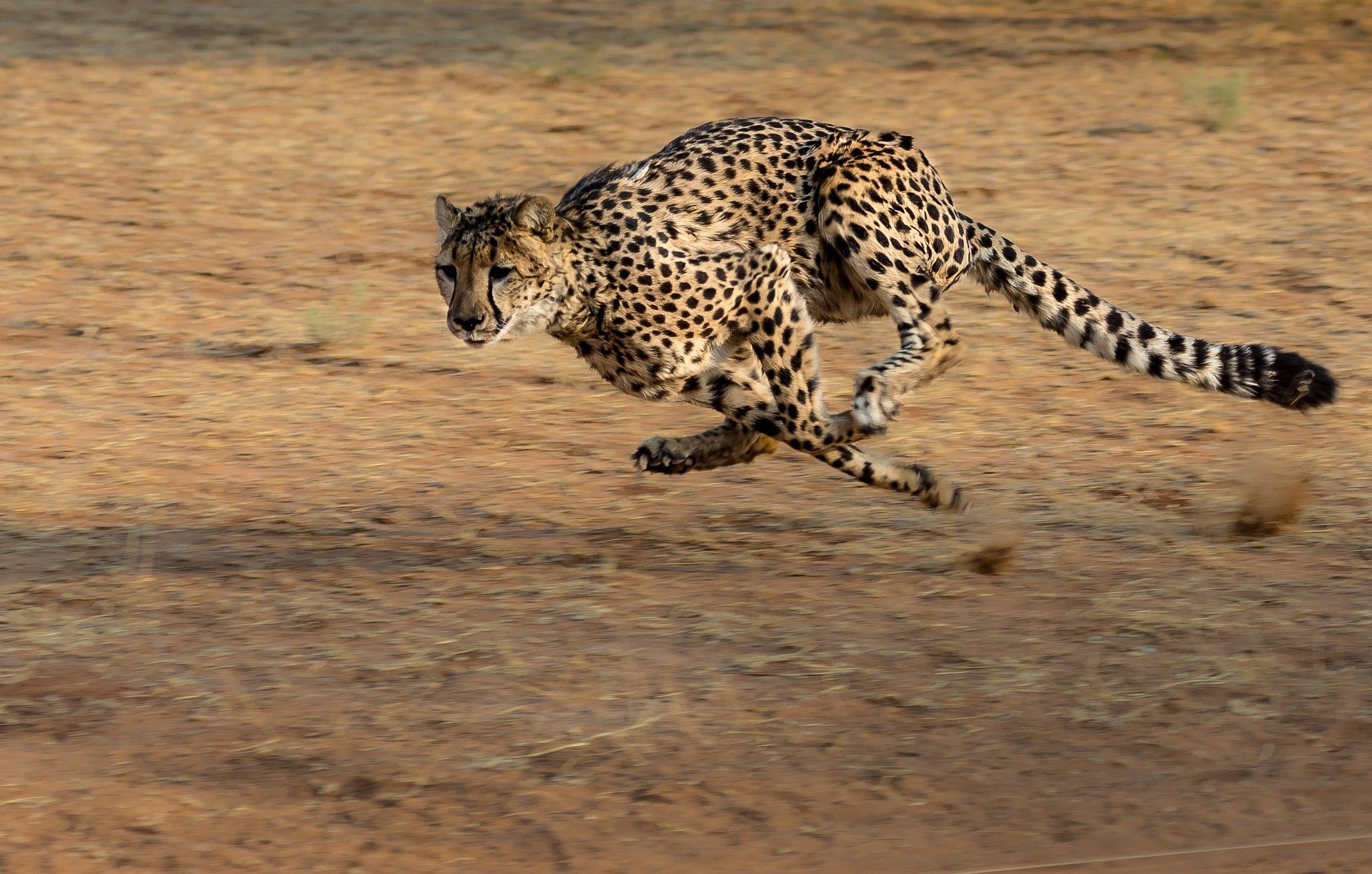 Cheetah-inspired soft robots: how to make robots run fast?