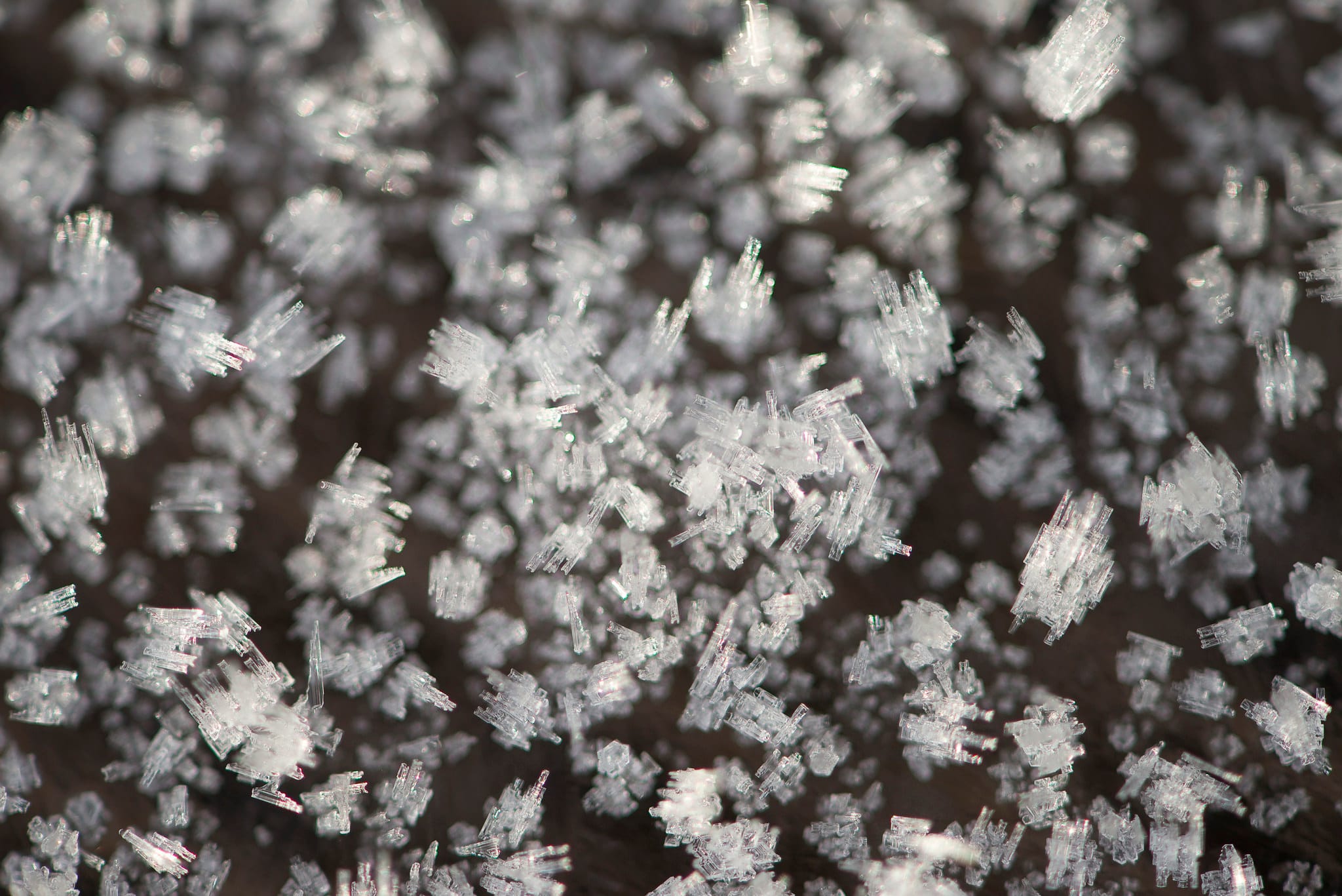 Cold adaptation: gut bacteria can make the difference