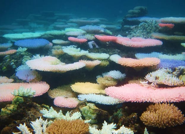 Corals display bright colours to fight bleaching