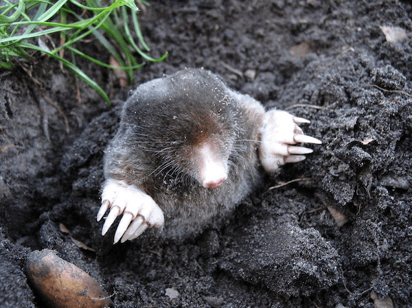 Equalizing strength among sexes: generalized intersexuality in female moles