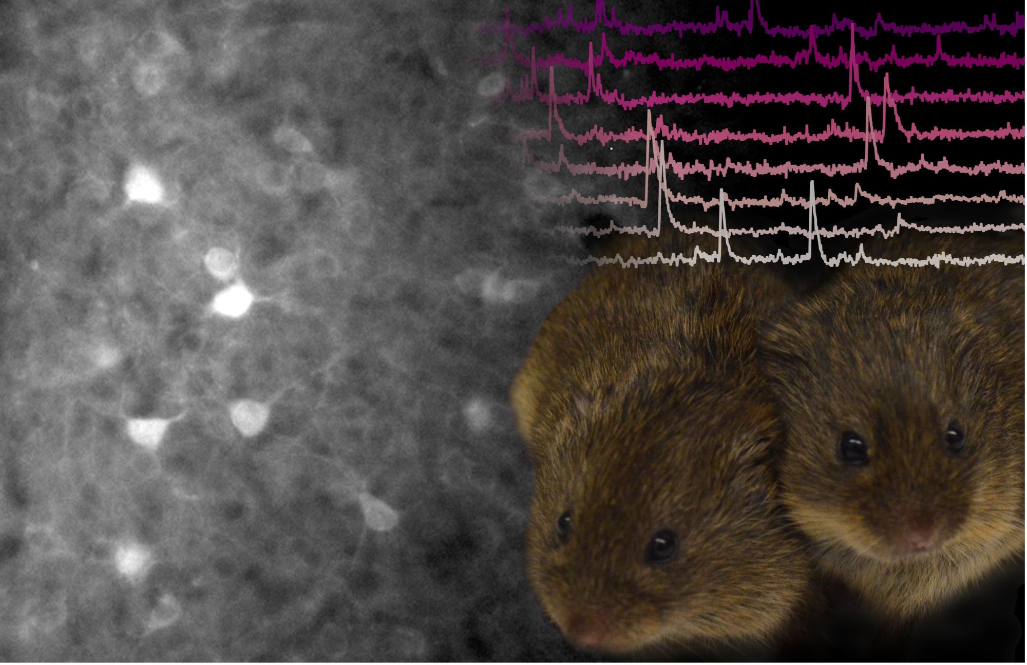 Finding the one: what prairie voles can tell us about the drive to seek out our romantic partner