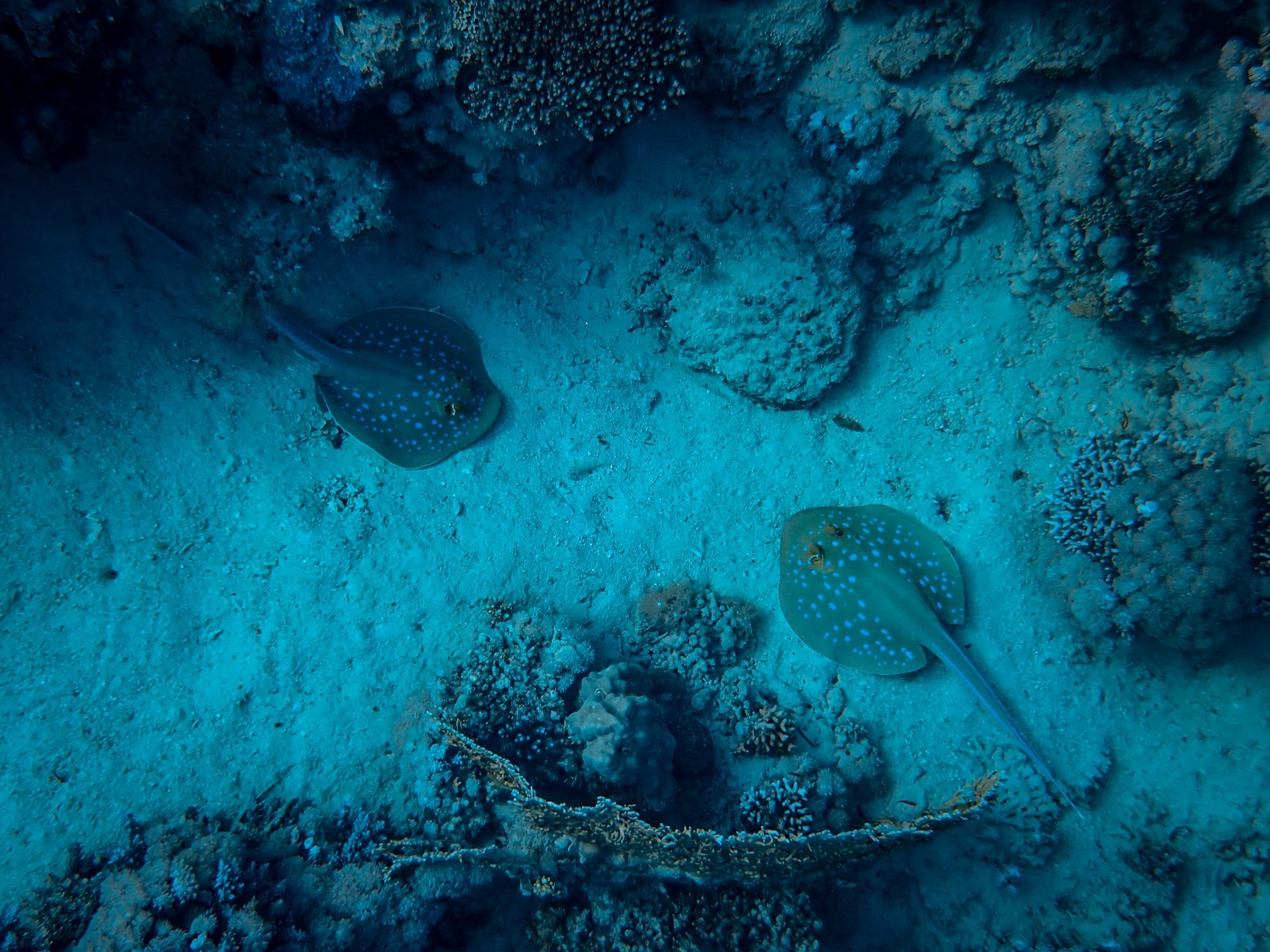 Global warming puts fish mating at risk