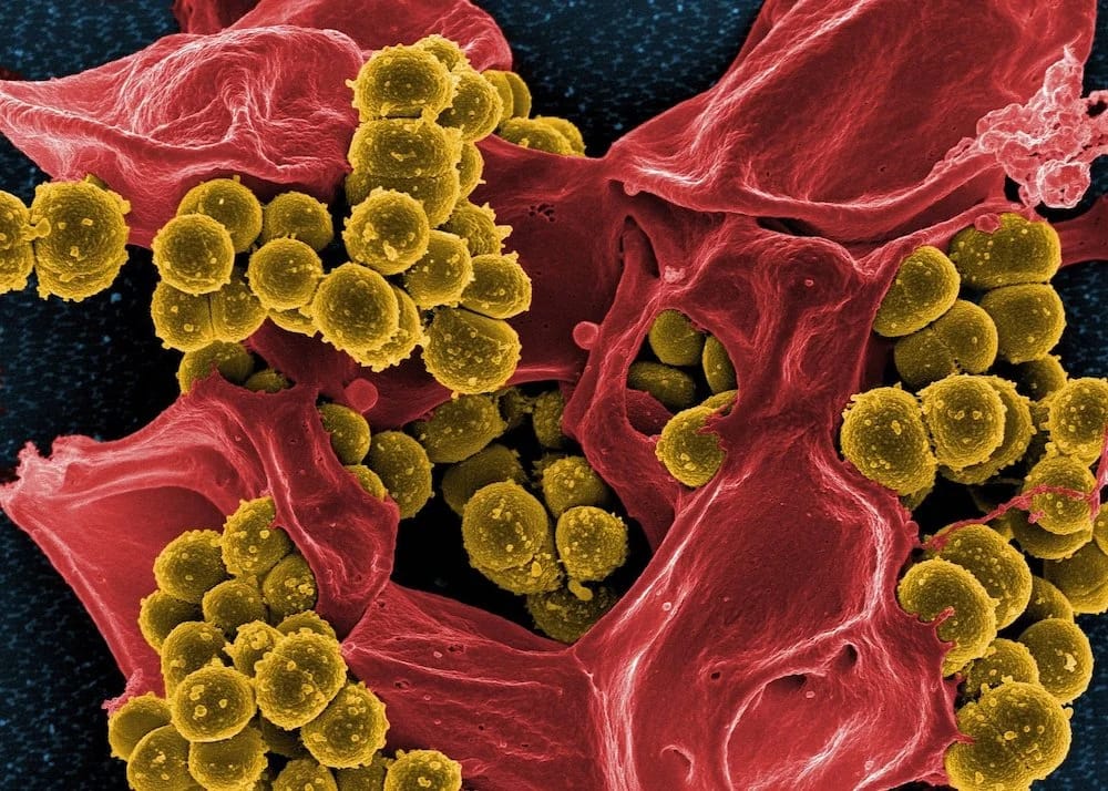 Gut microbes transform the food and the drugs we ingest