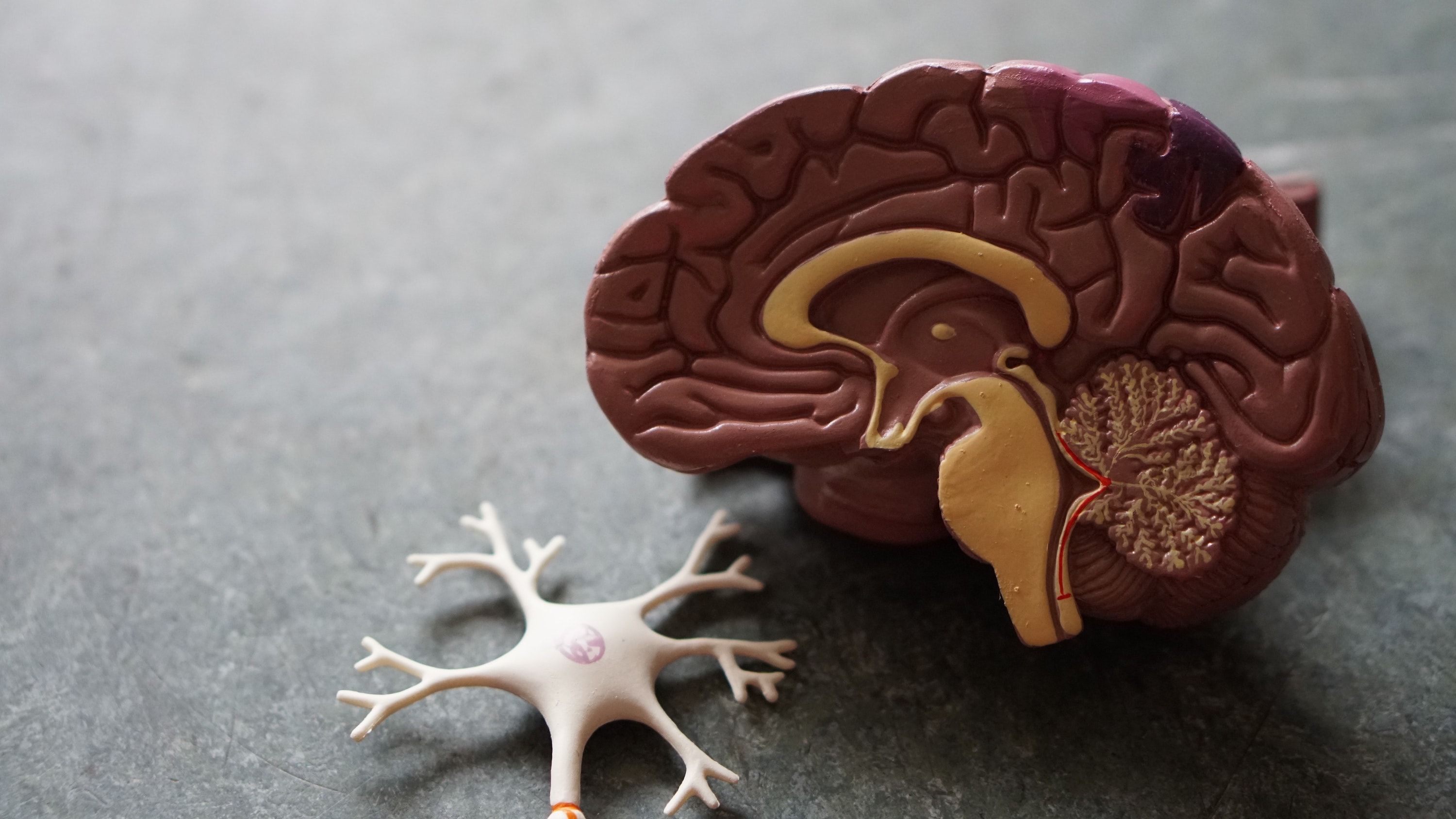 Heart Disease And Brain Blood Flow Regulation: Prelude To Dementia