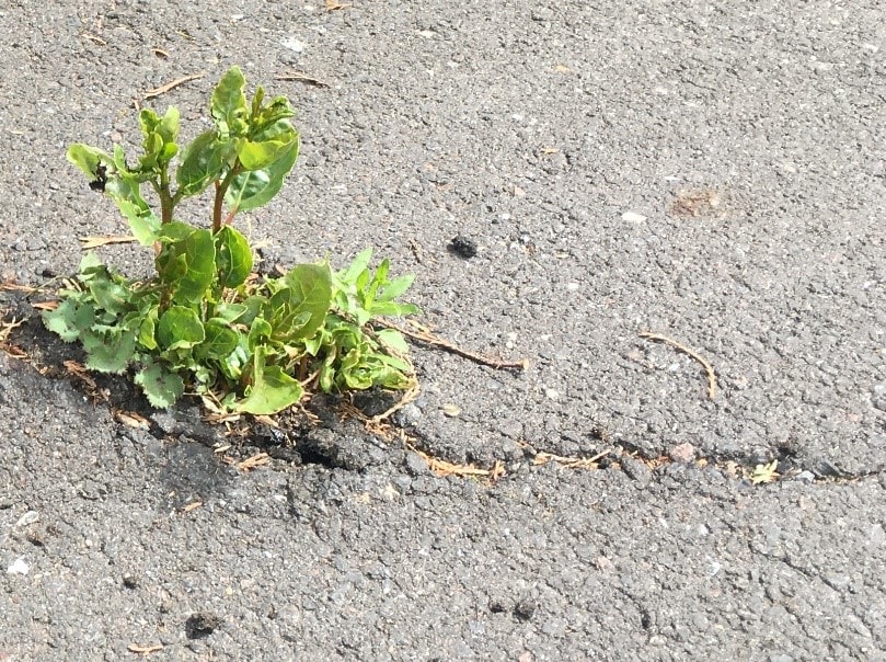 How a type of expanding thread dictates plant growth