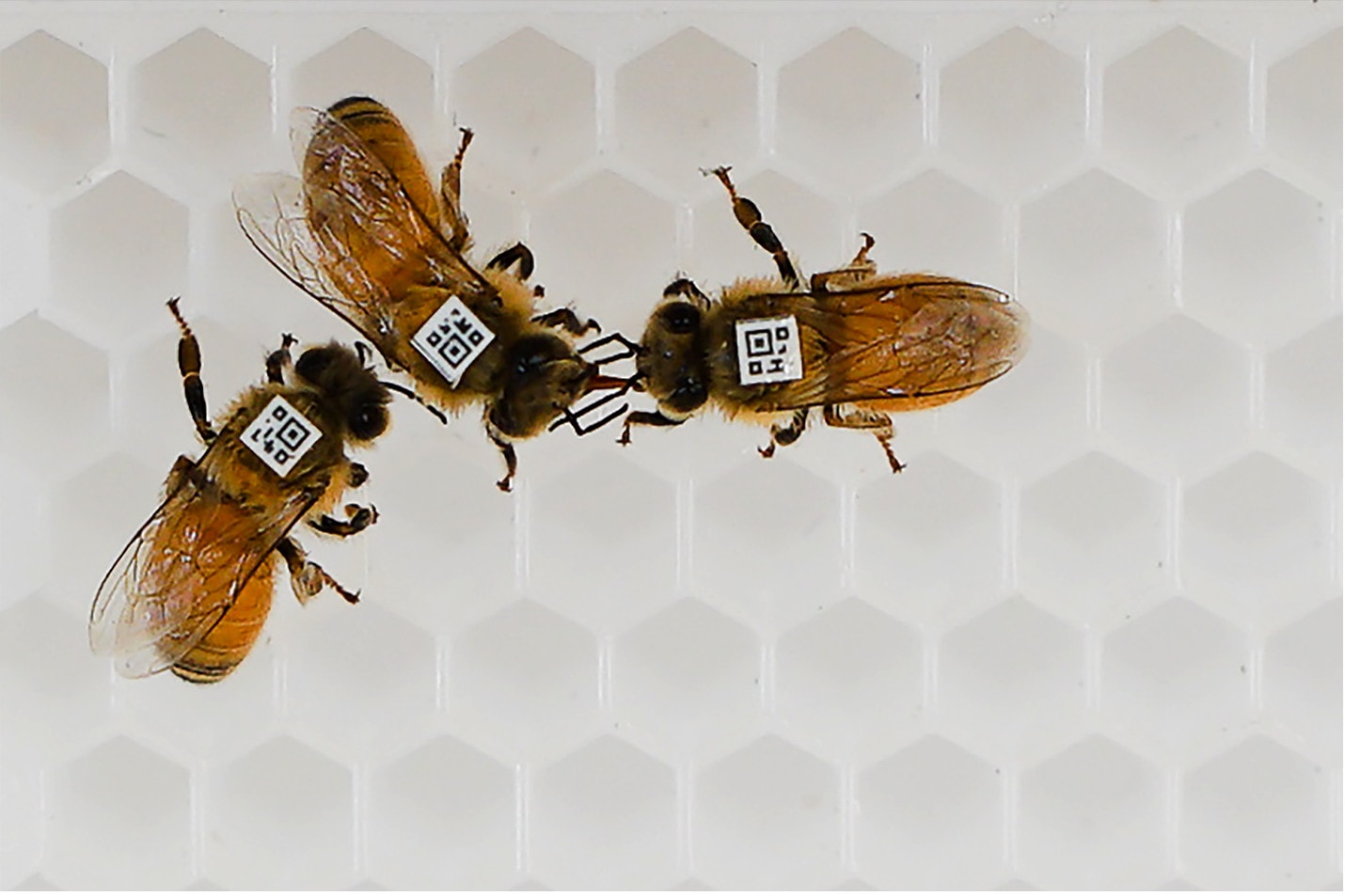 How can a pathogen subvert honey bee social behaviors to increase its success?