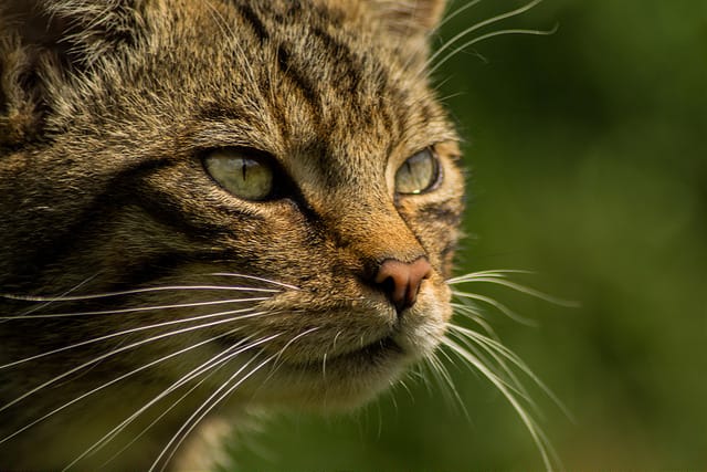 Comment les chats ont conquis le Monde Antique