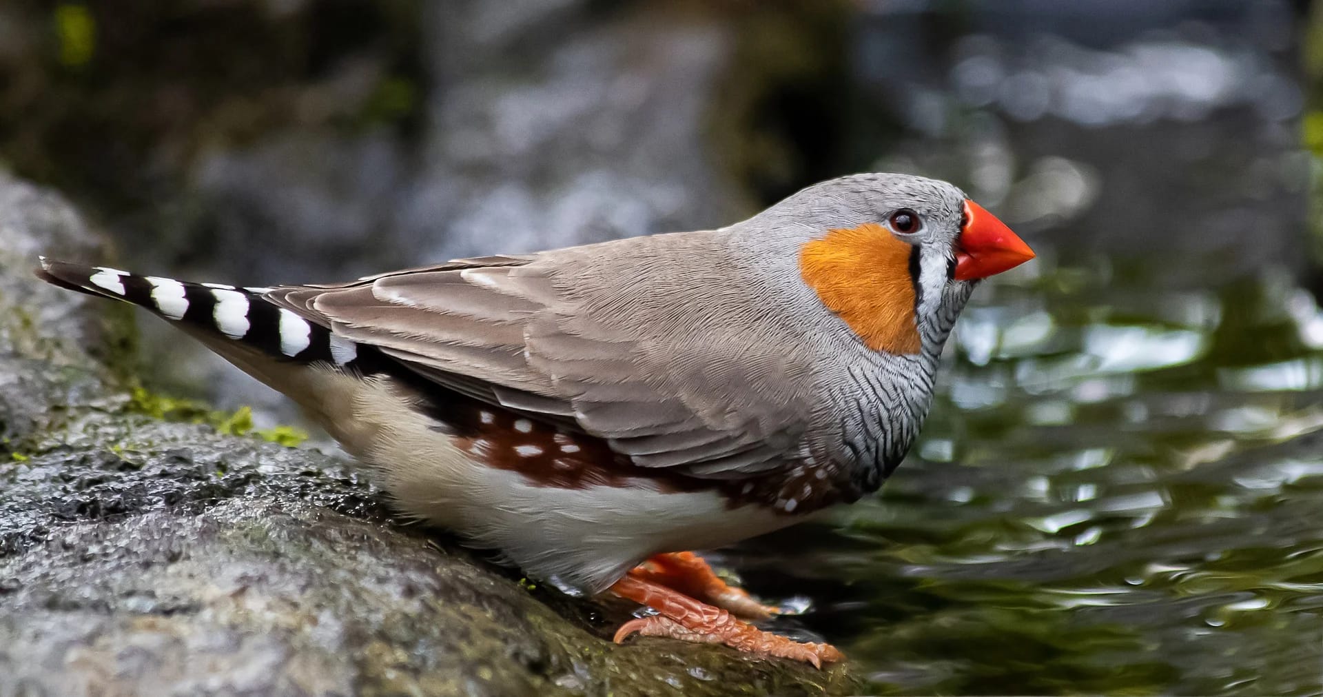 How Does Memory Guide Learning? Birds Can Answer