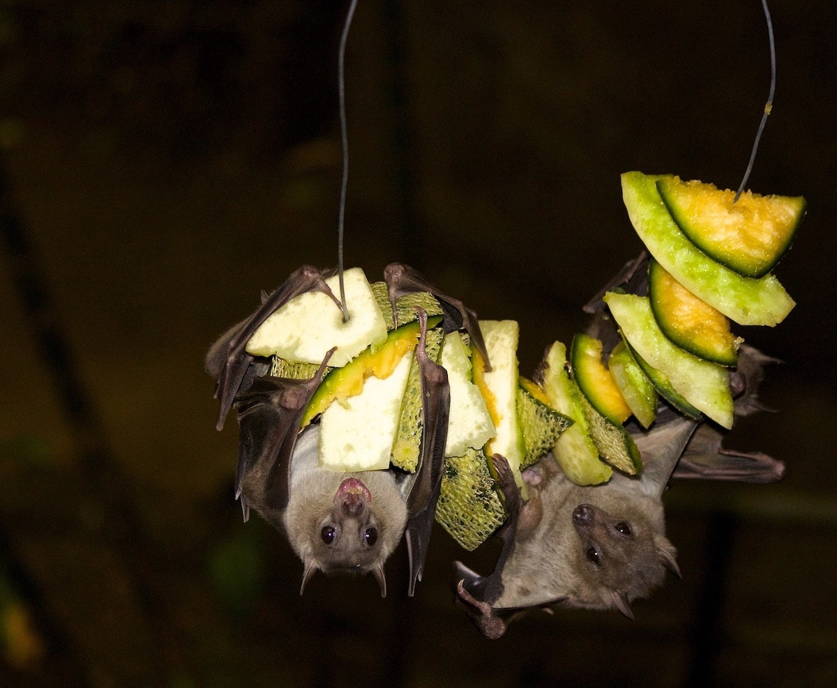 How does the bat find the tree? With a “cognitive” map!
