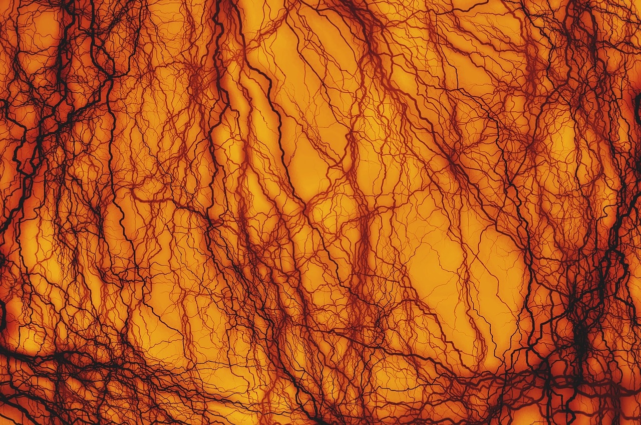 How lab-grown blood vessels can help us understand malaria