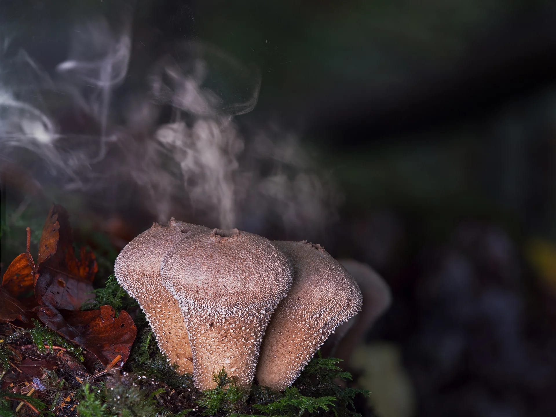 How nanosized shrapnel from exploding fungal cells may impact us: from allergies to cloud formation