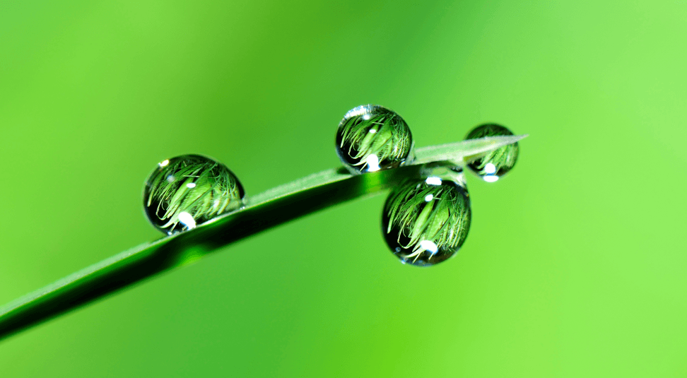 How plants protect themselves from salt stress