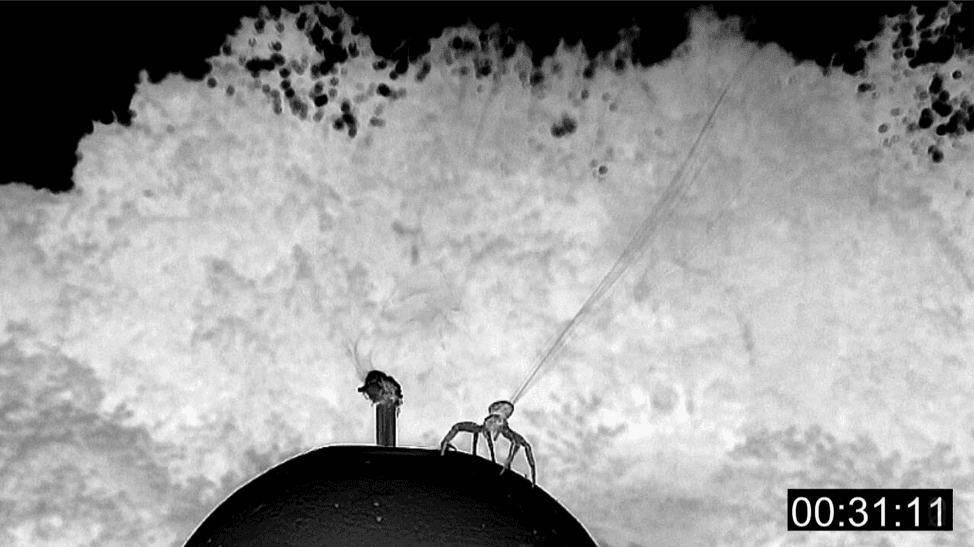 How Spiders Catch the Air for Their Flight