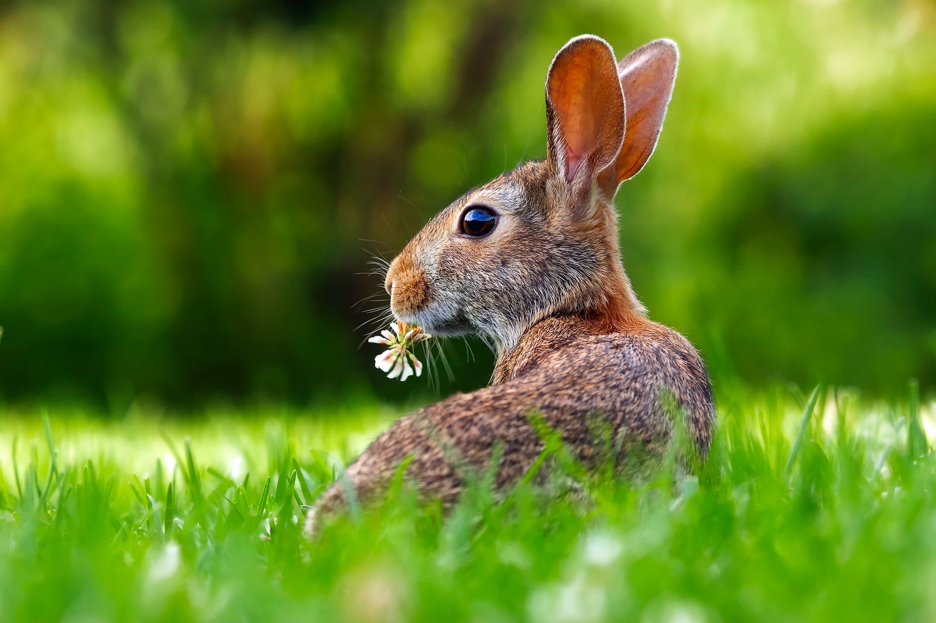 How to survive a viral apocalypse: a rabbit’s tale