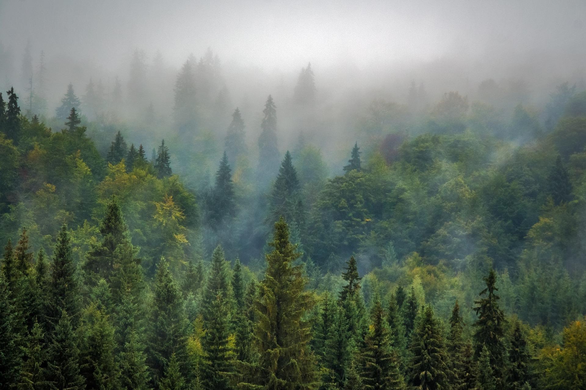 Increases in vegetation influenced past temperatures