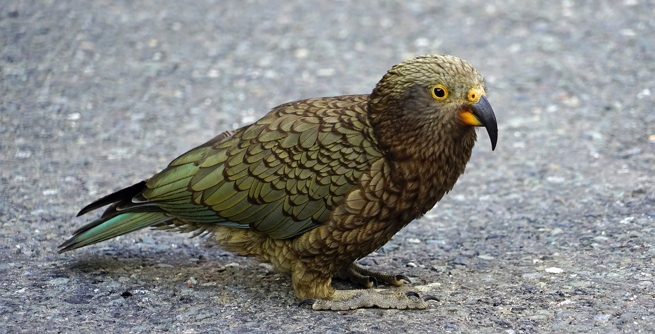 ‘Laughing’ together: bridging avian-mammalian differences