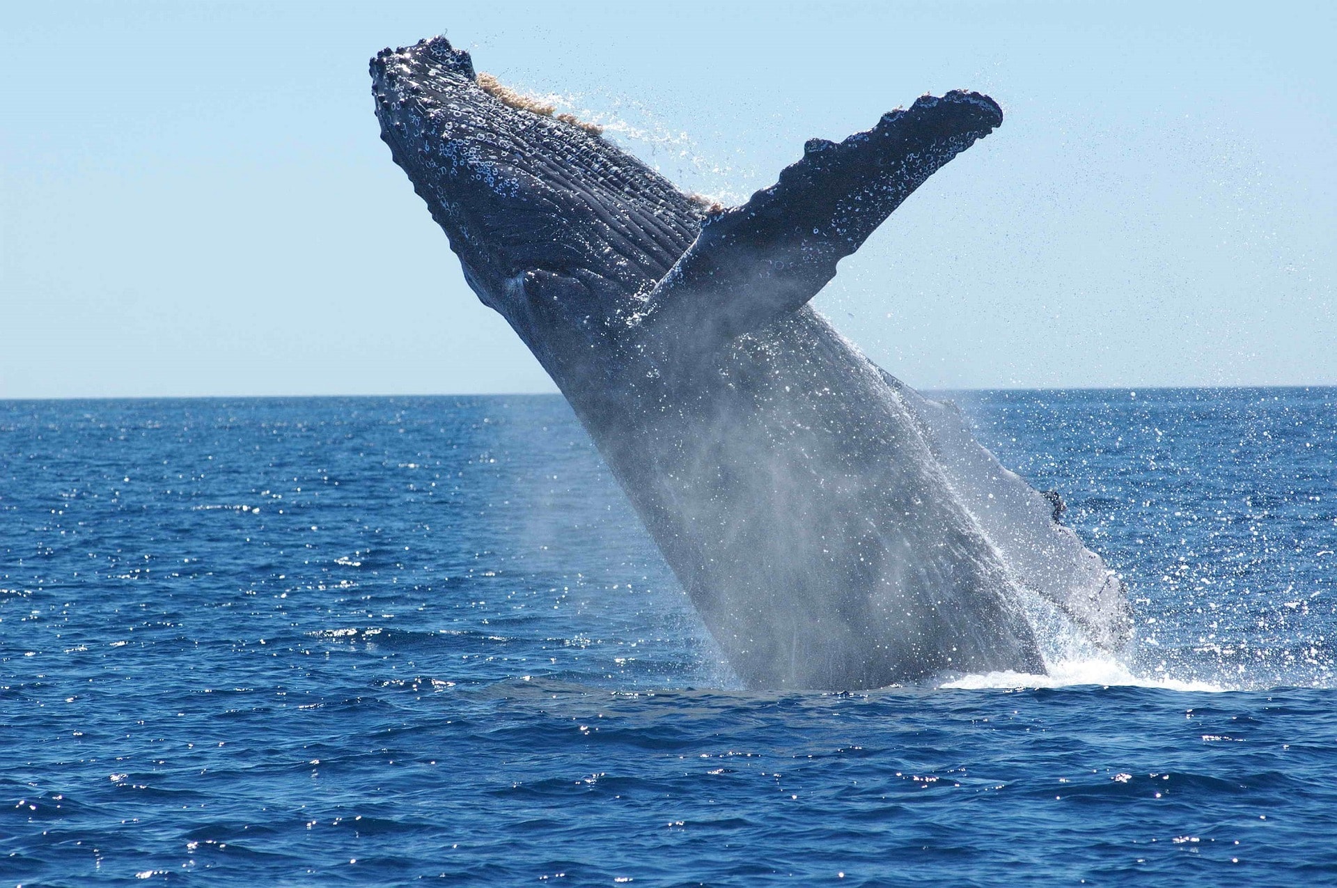 Marine mammals may suffer dire consequences of ancient gene loss