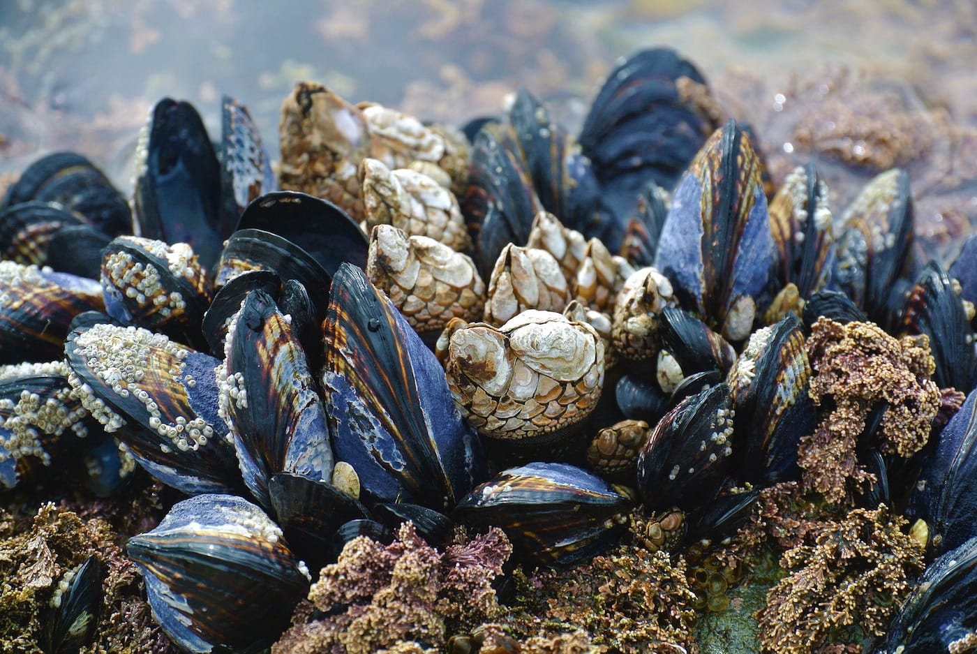 Mussel powder engineered to kill pathogens