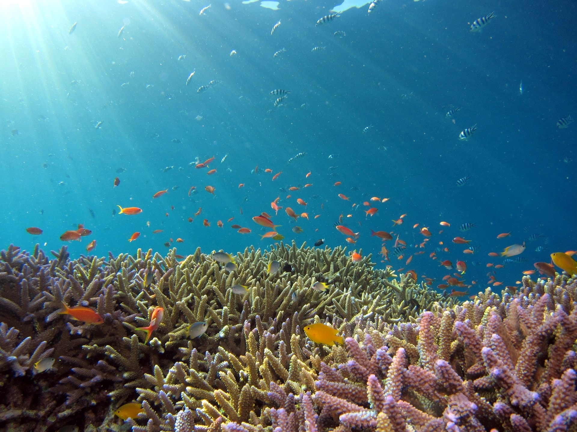 Networking between marine protected areas help sustain fisheries